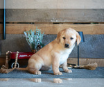 Small Photo #24 Golden Labrador Puppy For Sale in GOSHEN, IN, USA