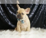 Puppy Denali AKC French Bulldog