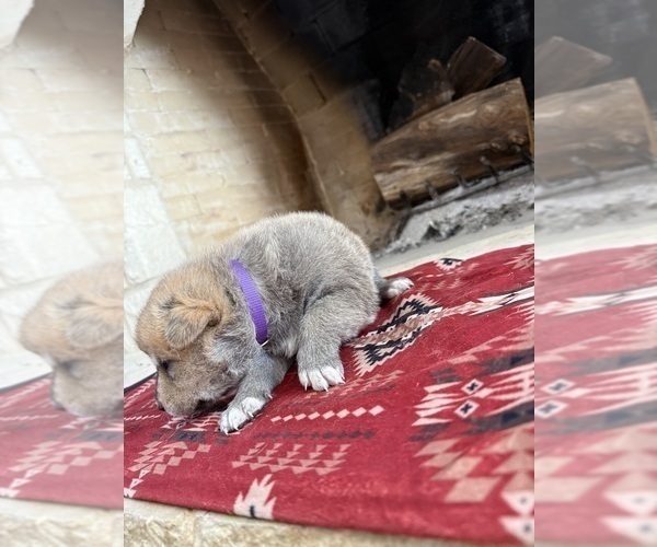 Medium Photo #3 German Shepherd Dog-Wolf Hybrid Mix Puppy For Sale in HAMILTON, TX, USA