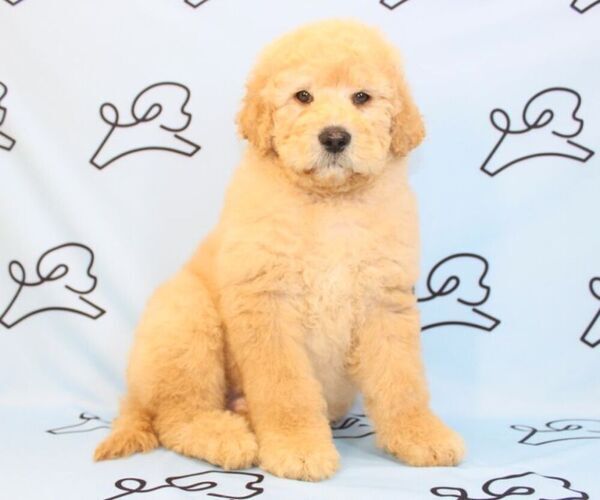 Medium Photo #9 Goldendoodle Puppy For Sale in LAS VEGAS, NV, USA