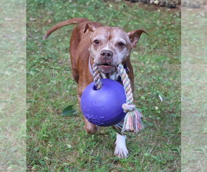 Chili Athens - Female Mutt Dog for Adoption - Photo #6