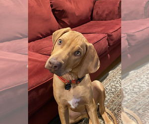 Rhodesian Ridgeback Puppy for sale in BREA, CA, USA