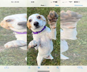 Jack Russell Terrier-Unknown Mix Dogs for adoption in pomfret, CT, USA