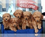 Small Photo #2 Goldendoodle-Poodle (Miniature) Mix Puppy For Sale in RONKS, PA, USA