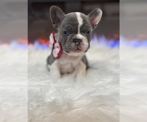 Medium Photo #1 French Bulldog Puppy For Sale in CINCINNATI, OH, USA