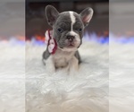 Puppy 3 French Bulldog