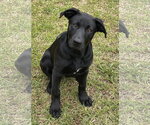 Small Labrador Retriever Mix