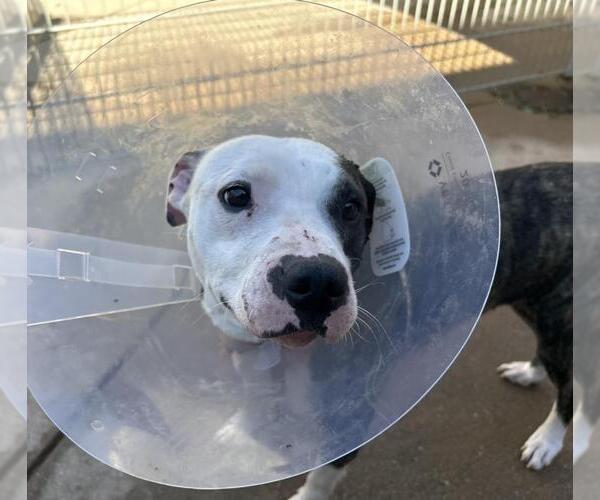 Medium Photo #1 Mutt Puppy For Sale in Martinez, CA, USA