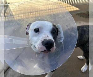 Mutt Dogs for adoption in Martinez, CA, USA