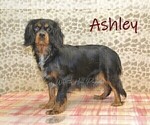 Small Photo #1 Cavapoo Puppy For Sale in DENVER, PA, USA