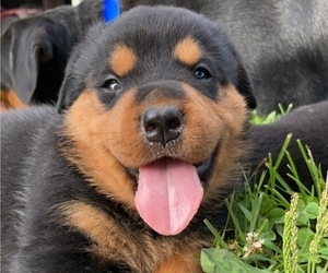 Rottweiler Puppy for Sale in WASHINGTON, Indiana USA