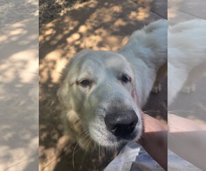 Clyde - Male Great Pyrenees-Unknown Mix Dog for Adoption - Photo #4