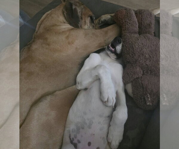 Medium Photo #5 Great Pyredane Puppy For Sale in Fenton, MO, USA