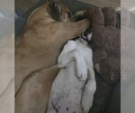 Small Photo #5 Great Pyredane Puppy For Sale in Fenton, MO, USA