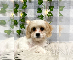 Cavachon Puppy for sale in MARIETTA, GA, USA