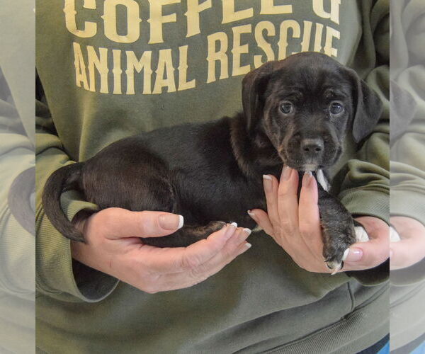 Medium Photo #2 Beagle-Unknown Mix Puppy For Sale in Huntley, IL, USA