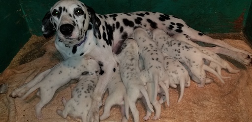 Medium Photo #1 Dalmatian Puppy For Sale in DUVALL, WA, USA