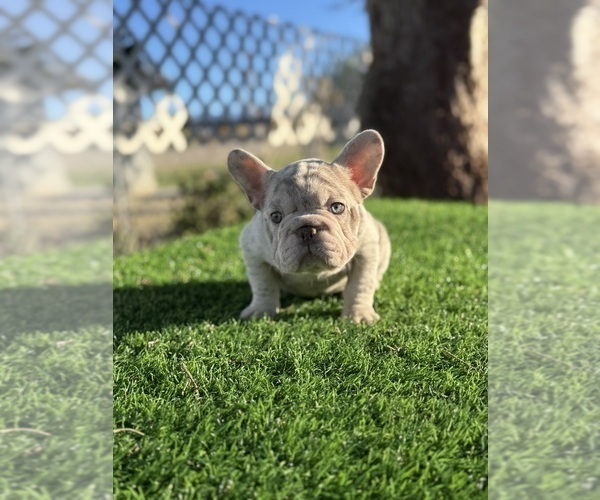 Medium Photo #7 French Bulldog Puppy For Sale in CHICAGO, IL, USA