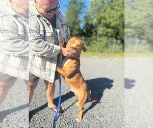 American Pit Bull Terrier-Unknown Mix Dogs for adoption in Hinton, WV, USA