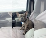 Small Photo #1 French Bulldog Puppy For Sale in BRUNSWICK, MO, USA