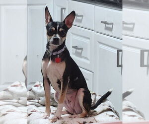 Rat-Cha Dogs for adoption in Springdale, PA, USA