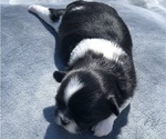 Small Photo #10 Shih Tzu Puppy For Sale in MILTON, FL, USA