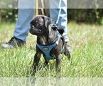 Small #4 Pug