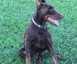 Small #4 Doberman Pinscher