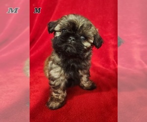 Shih Tzu Puppy for sale in RICHMOND, MO, USA