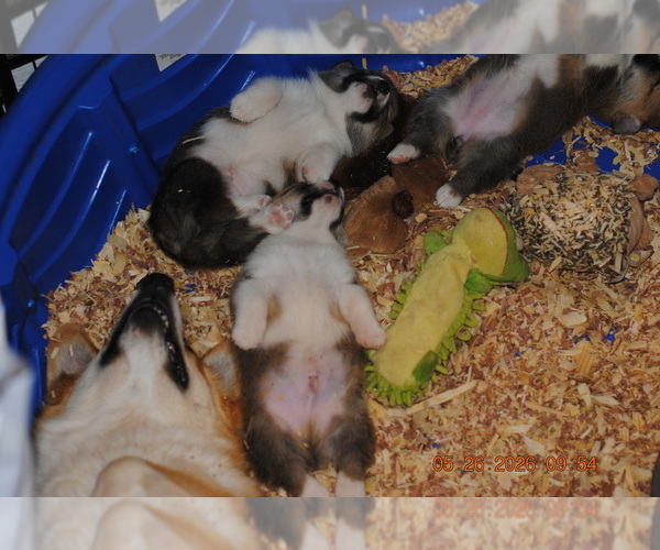 Medium Photo #1 Pembroke Welsh Corgi Puppy For Sale in FALLS CITY, OR, USA