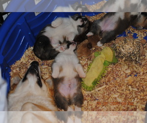 Pembroke Welsh Corgi Puppy for sale in FALLS CITY, OR, USA