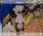Image preview for Ad Listing. Nickname: Litter of 3