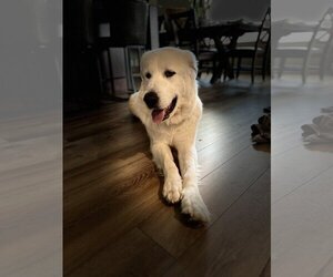 Kuvasz Dogs for adoption in Bountiful, UT, USA