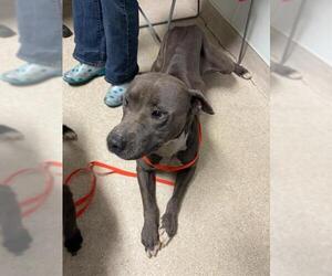 Mutt Dogs for adoption in Bakersfield, CA, USA