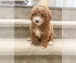 Small Photo #1 Goldendoodle (Miniature) Puppy For Sale in ARCADIA, CA, USA