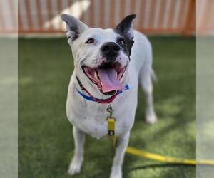 Dalmatian-Unknown Mix Dogs for adoption in Las Vegas, NV, USA
