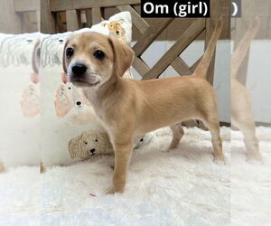 Mutt Dogs for adoption in Oak Bluffs, MA, USA