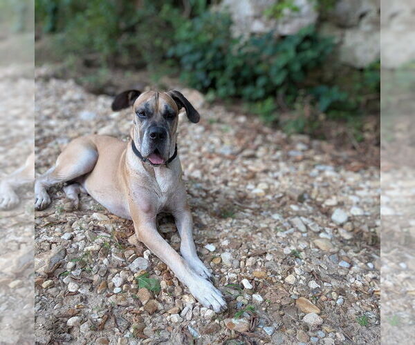 Medium Photo #7 Daniff Puppy For Sale in Vail, AZ, USA