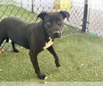 Small Labrador Retriever Mix