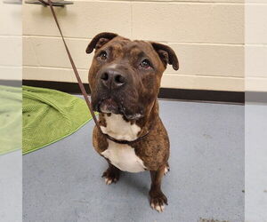 American Pit Bull Terrier Dogs for adoption in Denver, CO, USA