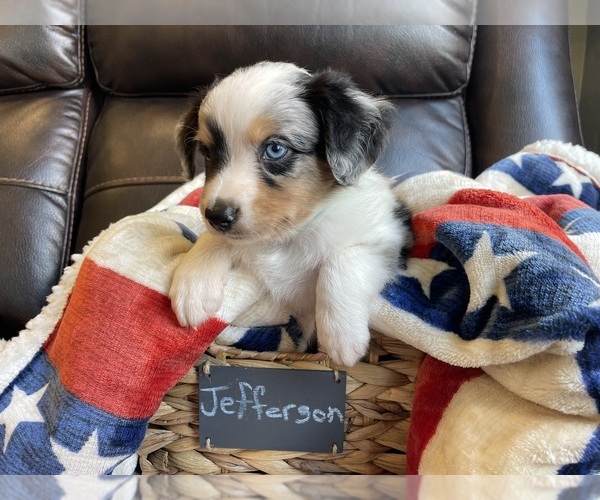 Medium Photo #6 Miniature Australian Shepherd Puppy For Sale in BONNERS FERRY, ID, USA