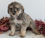 Small Photo #17 Schnoodle (Miniature) Puppy For Sale in GOSHEN, IN, USA