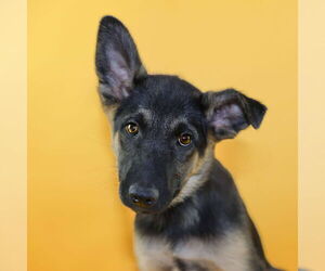 Mutt Dogs for adoption in Fort Collins, CO, USA