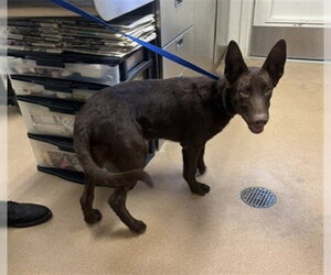 German Shepherd Dog Dogs for adoption in Norco, CA, USA