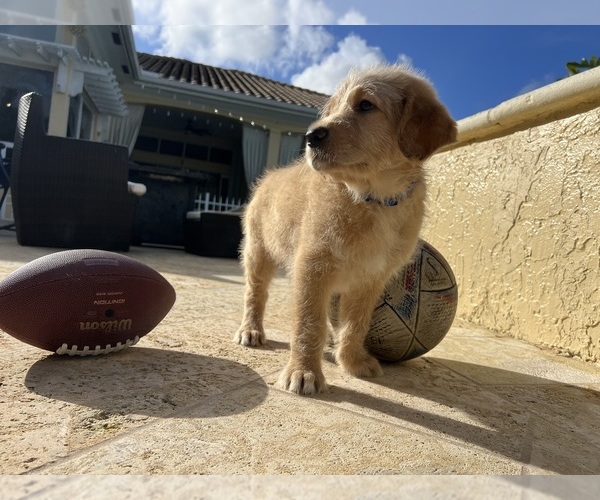 Medium Photo #3 Labradoodle Puppy For Sale in FORT LAUDERDALE, FL, USA