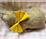 Small #1 Goldendoodle (Miniature)