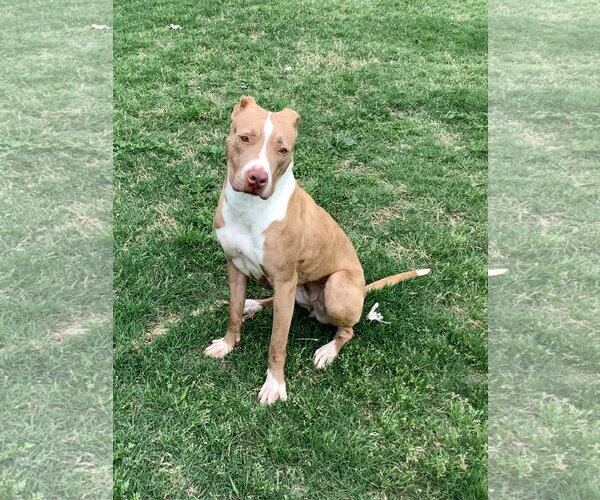Medium Photo #1 American Pit Bull Terrier-Unknown Mix Puppy For Sale in McKinney, TX, USA