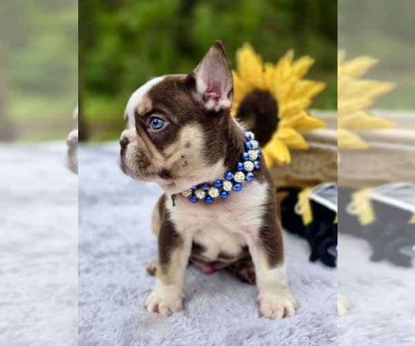 Medium Photo #5 French Bulldog Puppy For Sale in TOMBALL, TX, USA