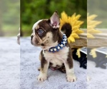 Small #4 French Bulldog