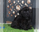 Small #1 Yorkipoo
